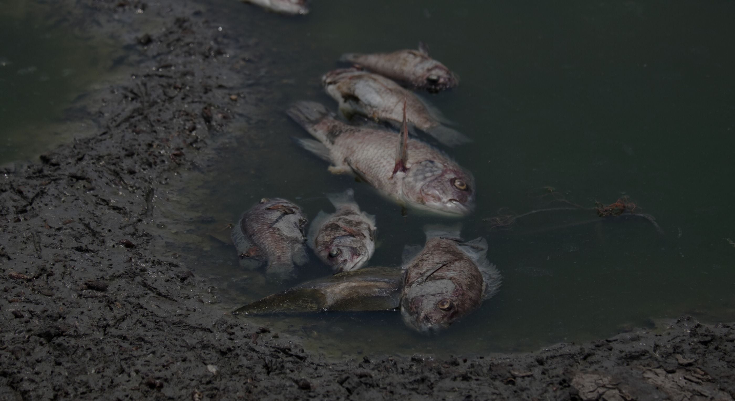 Dead fish on a muddy surface with water