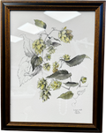 ARTFULLY WALLS Hop Plant N.2  Framed Print By Catalina Somolinos