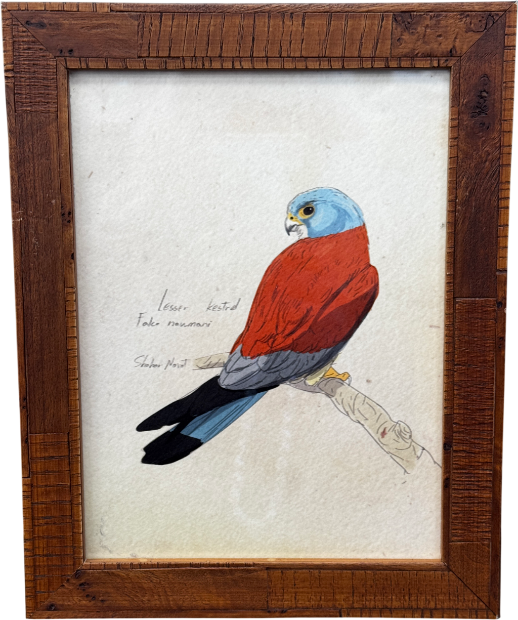 ARTFULLY WALLS Lesser Kestrel Framed Print By Shahar Navot