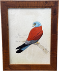 ARTFULLY WALLS Lesser Kestrel Framed Print By Shahar Navot