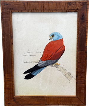 ARTFULLY WALLS Lesser Kestrel Framed Print By Shahar Navot