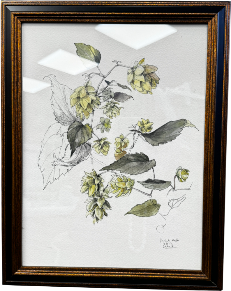 ARTFULLY WALLS Hop Plant N.2  Framed Print By Catalina Somolinos
