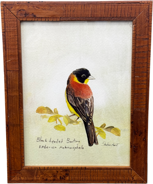 ARTFULLY WALLS White Black-headed Bunting Framed Print By Shahar Navot