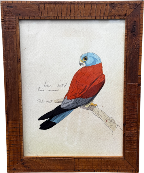 ARTFULLY WALLS Lesser Kestrel Framed Print By Shahar Navot
