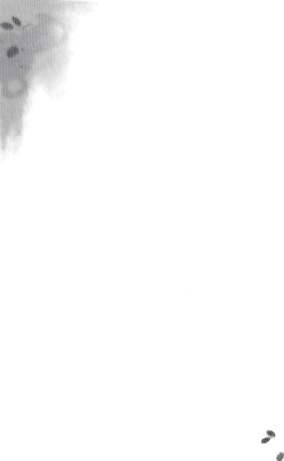 TU White Koala Print Long Sleeve Vest 18-24 Months