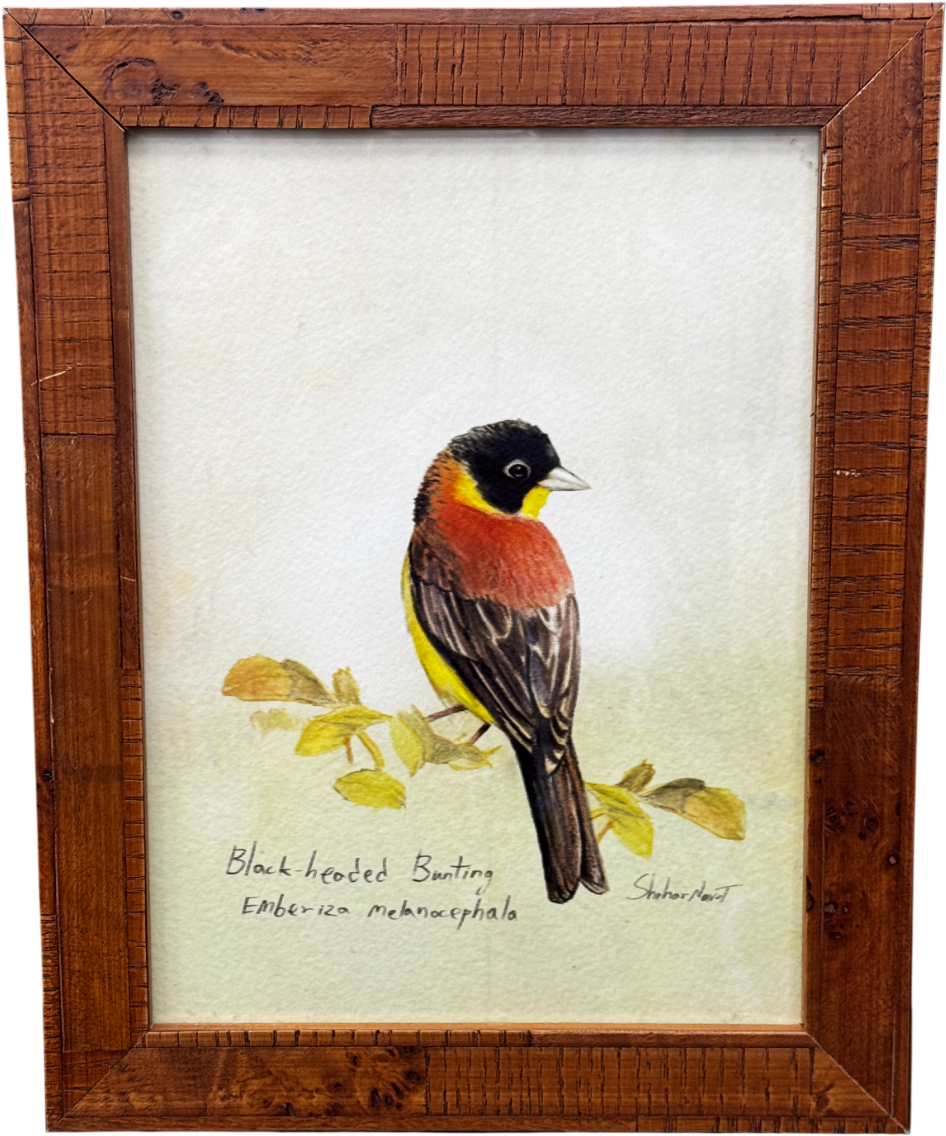 ARTFULLY WALLS White Black-headed Bunting Framed Print By Shahar Navot